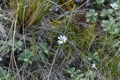 Celmisia laricifolia, photographed by Christopher Stephens