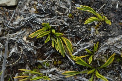 Aciphylla monroi, photographed by Christopher Stephens