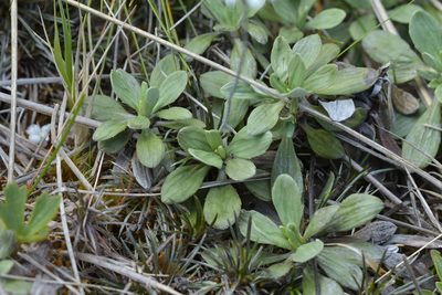 Celmisia discolor, photographed by Christopher Stephens