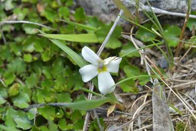 Lobelia macrodon, photographed by Christopher Stephens