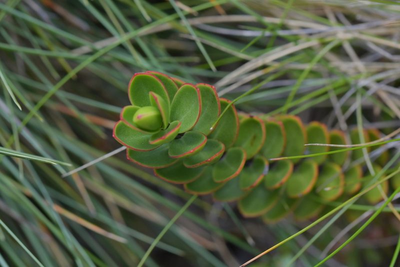 Veronica decumbens, photographed by Christopher Stephens