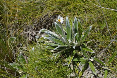 Celmisia semicordata, photographed by Christopher Stephens