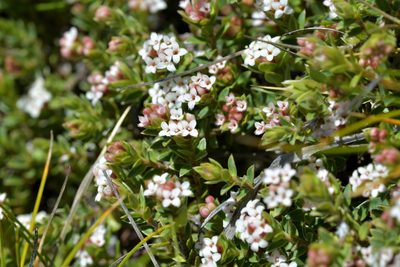 Pimelea oreophila, photographed by Christopher Stephens
