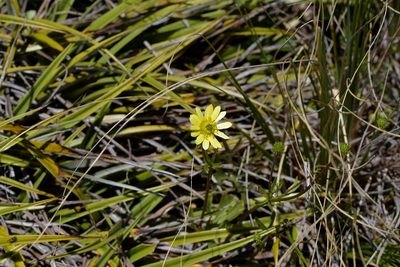 Ranunculus verticillatus, photographed by Christopher Stephens