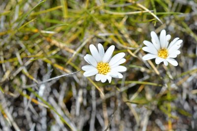 Celmisia laricifolia, photographed by Christopher Stephens