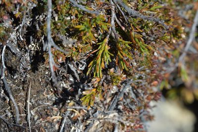 Dracophyllum pronum, photographed by Christopher Stephens