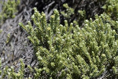 Olearia nummulariifolia, photographed by Christopher Stephens