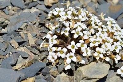 Notothlaspi australe, photographed by Christopher Stephens