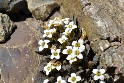 Notothlaspi australe, photographed by Christopher Stephens