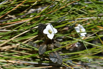 Notothlaspi australe, photographed by Christopher Stephens