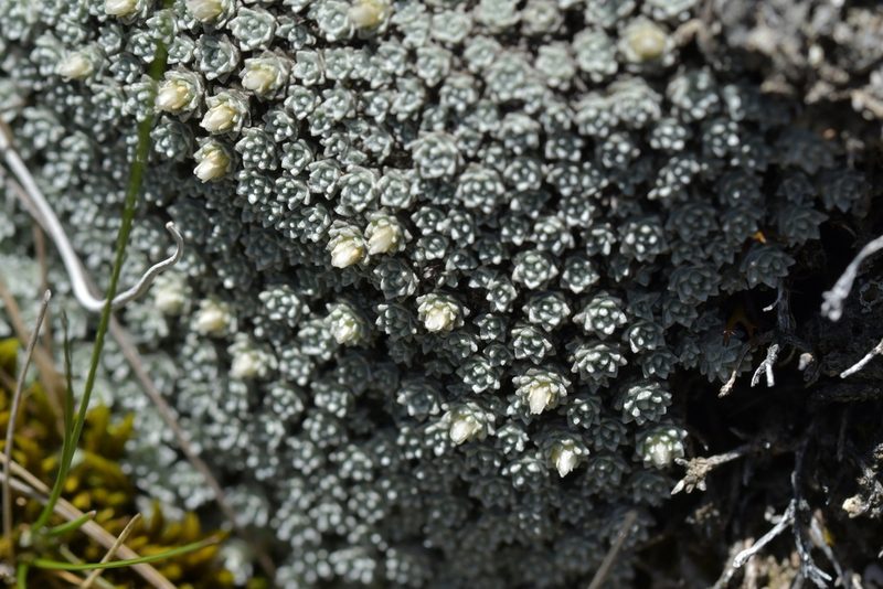 Raoulia bryoides, photographed by Christopher Stephens