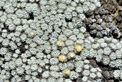 Raoulia bryoides, photographed by Christopher Stephens