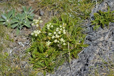 Aciphylla monroi, photographed by Christopher Stephens