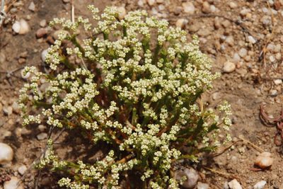 Psammotropha quadrangularis, photographed by Tony Rebelo