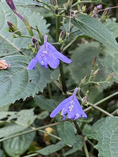 Eremomastax speciosa, photographed by Jean-Paul Boerekamps