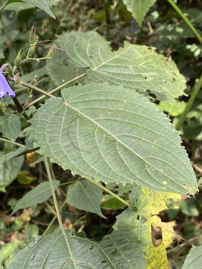 Eremomastax speciosa, photographed by Jean-Paul Boerekamps