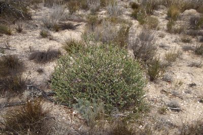 Lobostemon glaucophyllus, photographed by Tony Rebelo