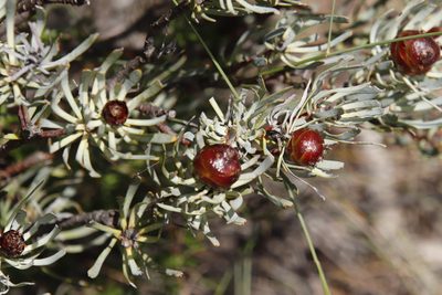 Leucadendron meyerianum, photographed by Tony Rebelo