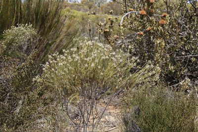 Phylica rigidifolia, photographed by Tony Rebelo