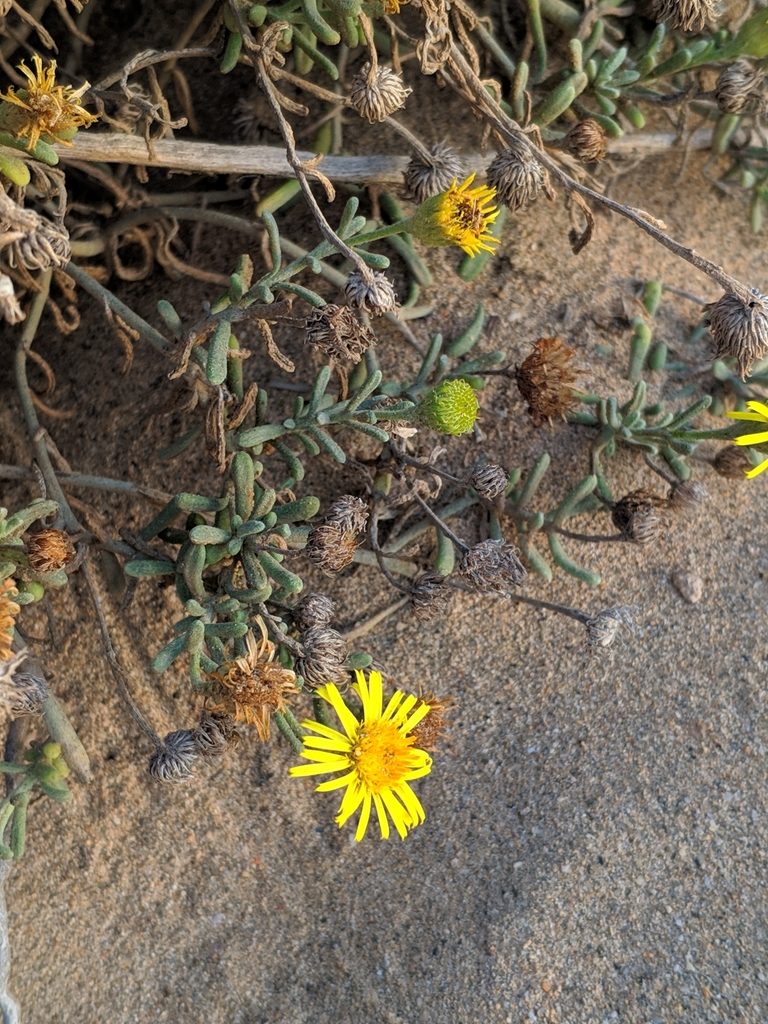 Pulicaria burchardii, photographed by Denys Vynokurov