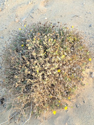 Pulicaria burchardii, photographed by Denys Vynokurov