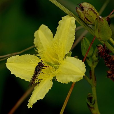 Ornduffia reniformis, photographed by Max Campbell