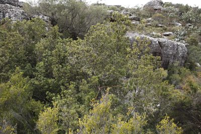 Brachylaena neriifolia, photographed by Tony Rebelo