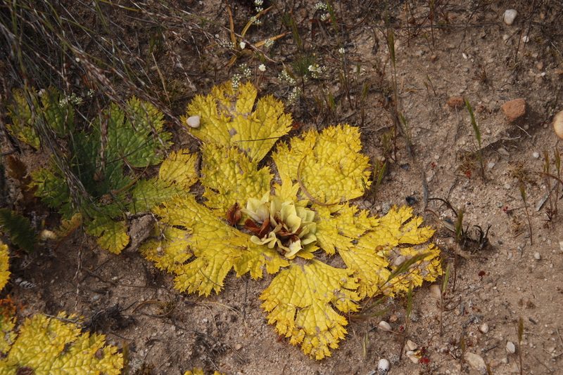 Arctopus monacanthus, photographed by Tony Rebelo