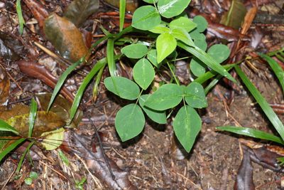 Desmodium uncinatum, photographed by Greg Tasney