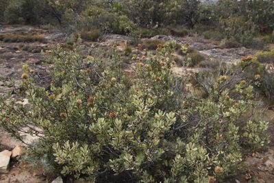 Protea glabra, photographed by Tony Rebelo