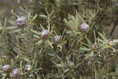 Leucadendron pubescens, photographed by Tony Rebelo