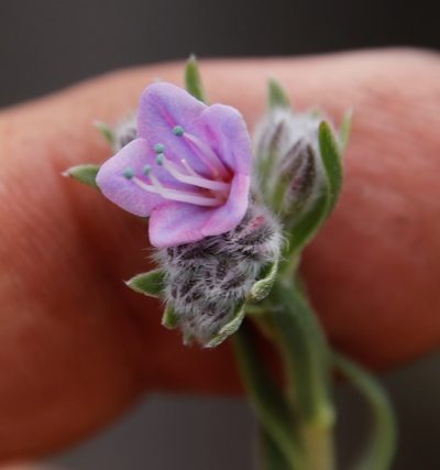 Lobostemon trichotomus, photographed by Tony Rebelo
