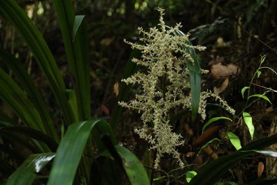 Orthothylax glaberrimus, photographed by Greg Tasney