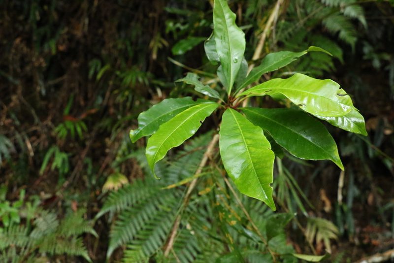 Quintinia sieberi, photographed by Greg Tasney