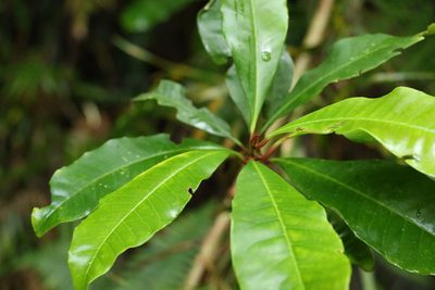 Quintinia sieberi, photographed by Greg Tasney