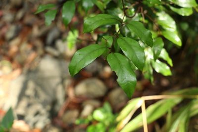 Sarcopteryx stipata, photographed by Greg Tasney