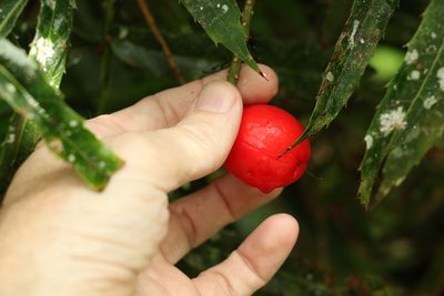 Hicksbeachia pinnatifolia, photographed by Greg Tasney