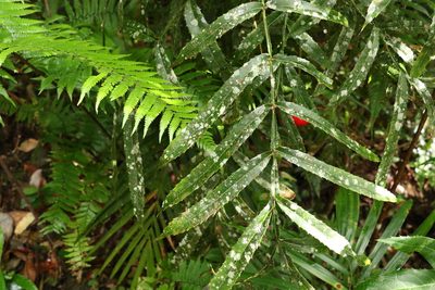 Hicksbeachia pinnatifolia, photographed by Greg Tasney