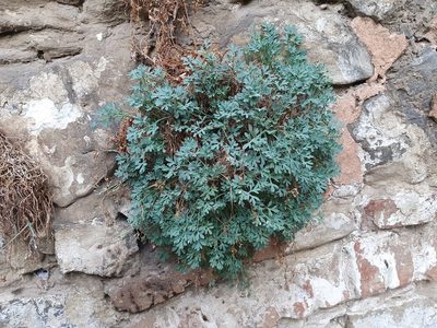 Rupicapnos numidica, photographed by Mehdi Chetibi