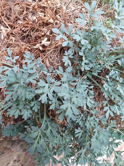 Rupicapnos numidica, photographed by Mehdi Chetibi