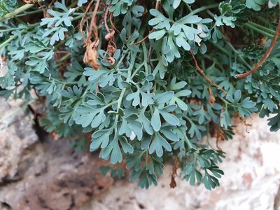 Rupicapnos numidica, photographed by Mehdi Chetibi
