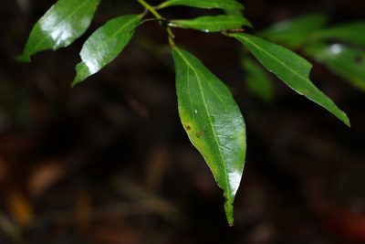 Cryptocarya laevigata, photographed by Greg Tasney