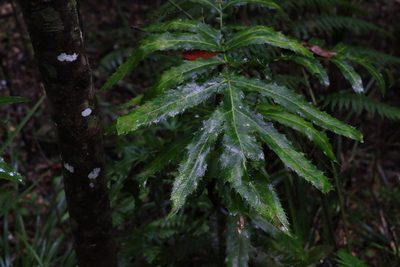 Hicksbeachia pinnatifolia, photographed by Greg Tasney