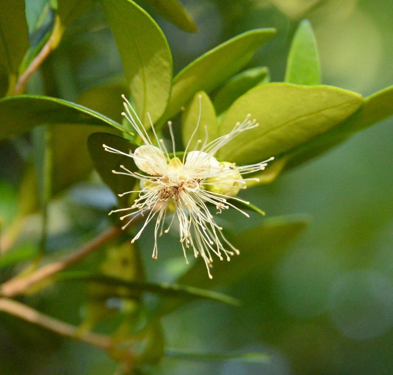 Myrceugenia chrysocarpa, photographed by Nicolás Villaseca Merino