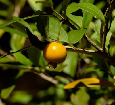 Myrceugenia chrysocarpa, photographed by Nicolás Villaseca Merino