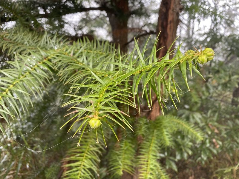 Cunninghamia lanceolata, photographed by Toby Y