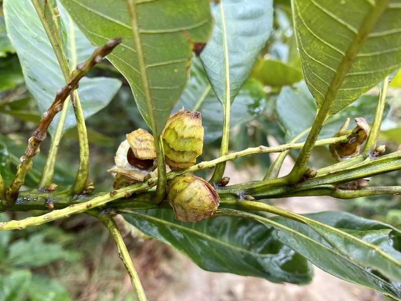 Castanopsis fissa, photographed by Toby Y