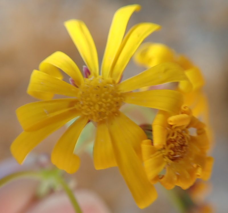 Crassothonna cylindrica, photographed by Peter Warren
