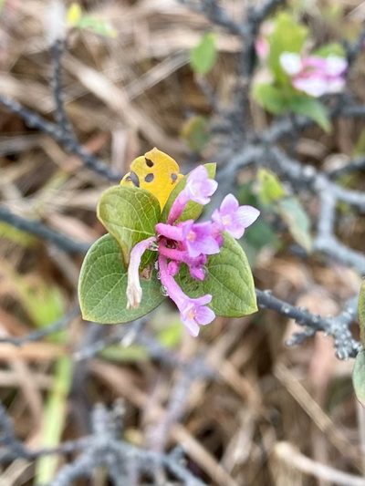 Wikstroemia monnula, photographed by Toby Y