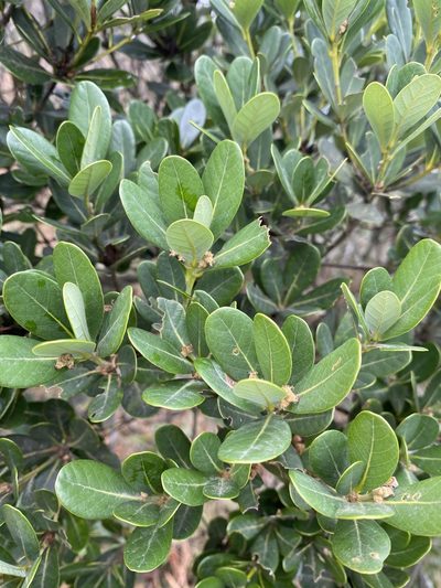 Quercus litseoides, photographed by Toby Y